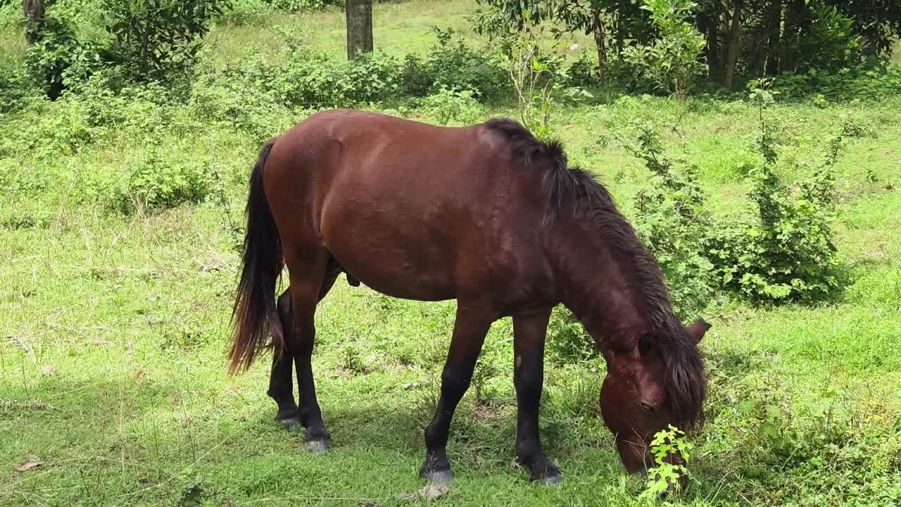 caballo marrón pastando en un campo