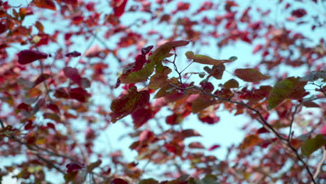 Hojas-De-árboles-Rojos-Bailando-En-Una-Brisa-Ligera-Contra-Un-Cielo-Azul