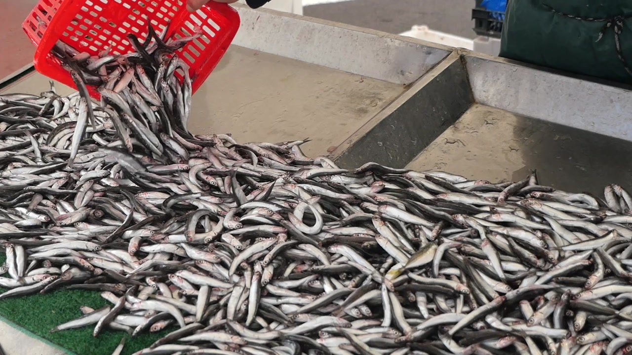 Vendor Pouring Fresh Anchovies onto a Seafood Market Display