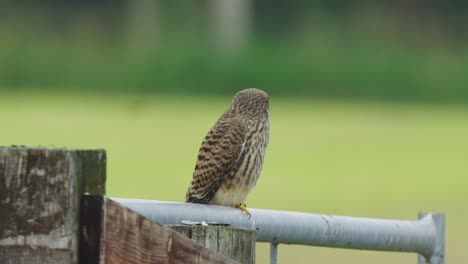 el cernícalo común se sienta en la cerca del campo rural, observando los alrededores
