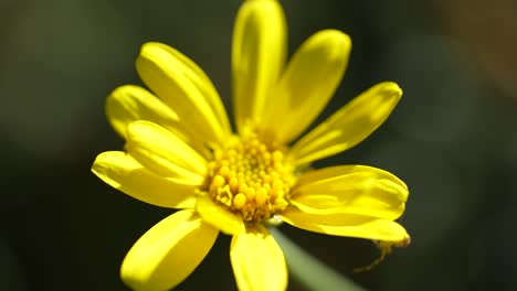 Yellow-Anacyclus-Flower-Petals-In-Macro,-spring-theme,-sunny-day