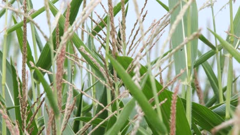 Plantas-De-Cultivo-De-Maíz-En-Una-Ligera-Brisa-Casi-Listas-Para-Cosechar-Maíz