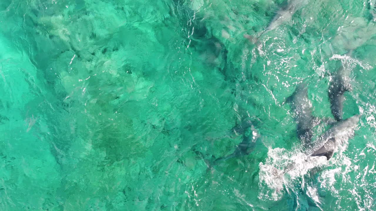 Dolphins Playing in the ocean in Zanzibar Africa