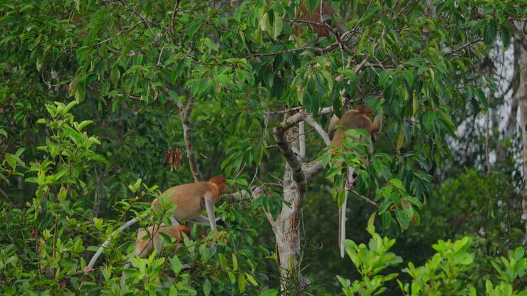 Proboscis Monkeys in a Tropical Rainforest