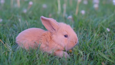 a small, cute rabbit sitting in green grass