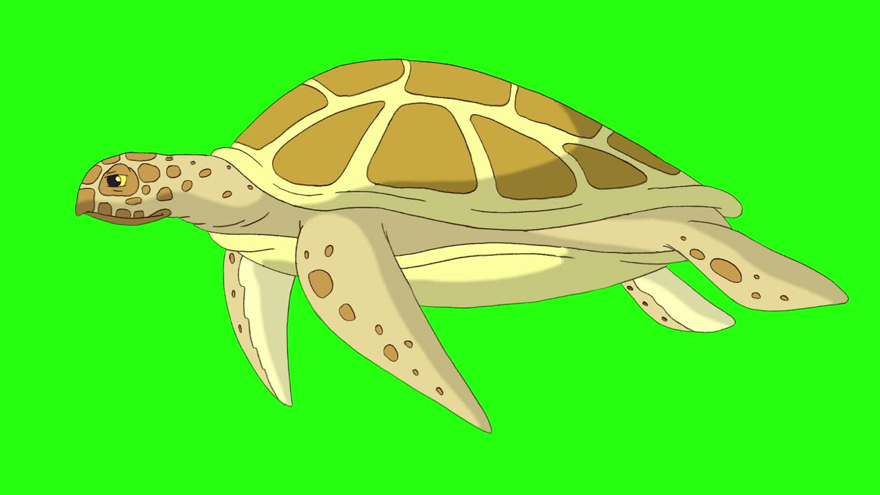 노란 거북이가 물 에서 헤엄치는 4k 크로마 키