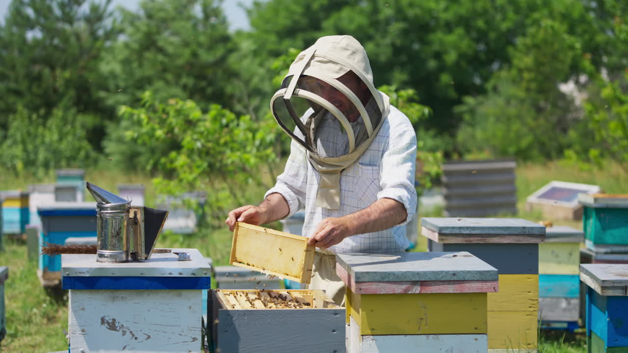 Beekeeper working on his bee farm. Apiarist in protective suit shaking off the bees from the frame with honeycomb.