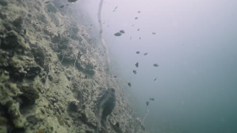 underwater scene: fish swimming around a submerged amphora