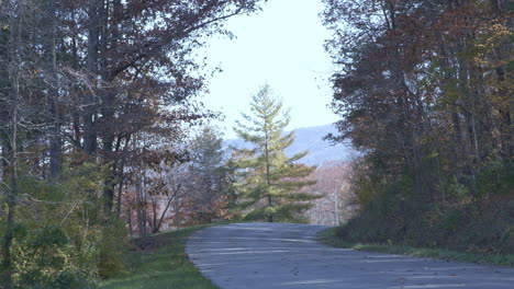 country road in appalachian mountains with pine tree