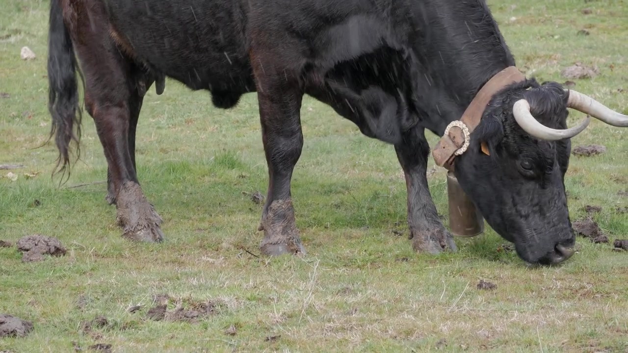 Mucca nera con le corna pascola su un campo erboso bagnato durante una leggera pioggia