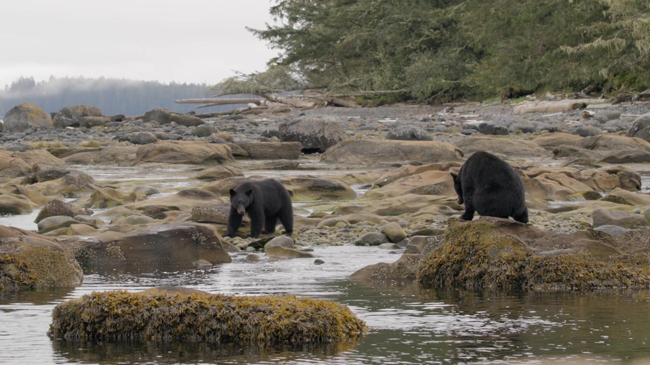 Two black bears watching for salmon returning on a river next to the ocean.