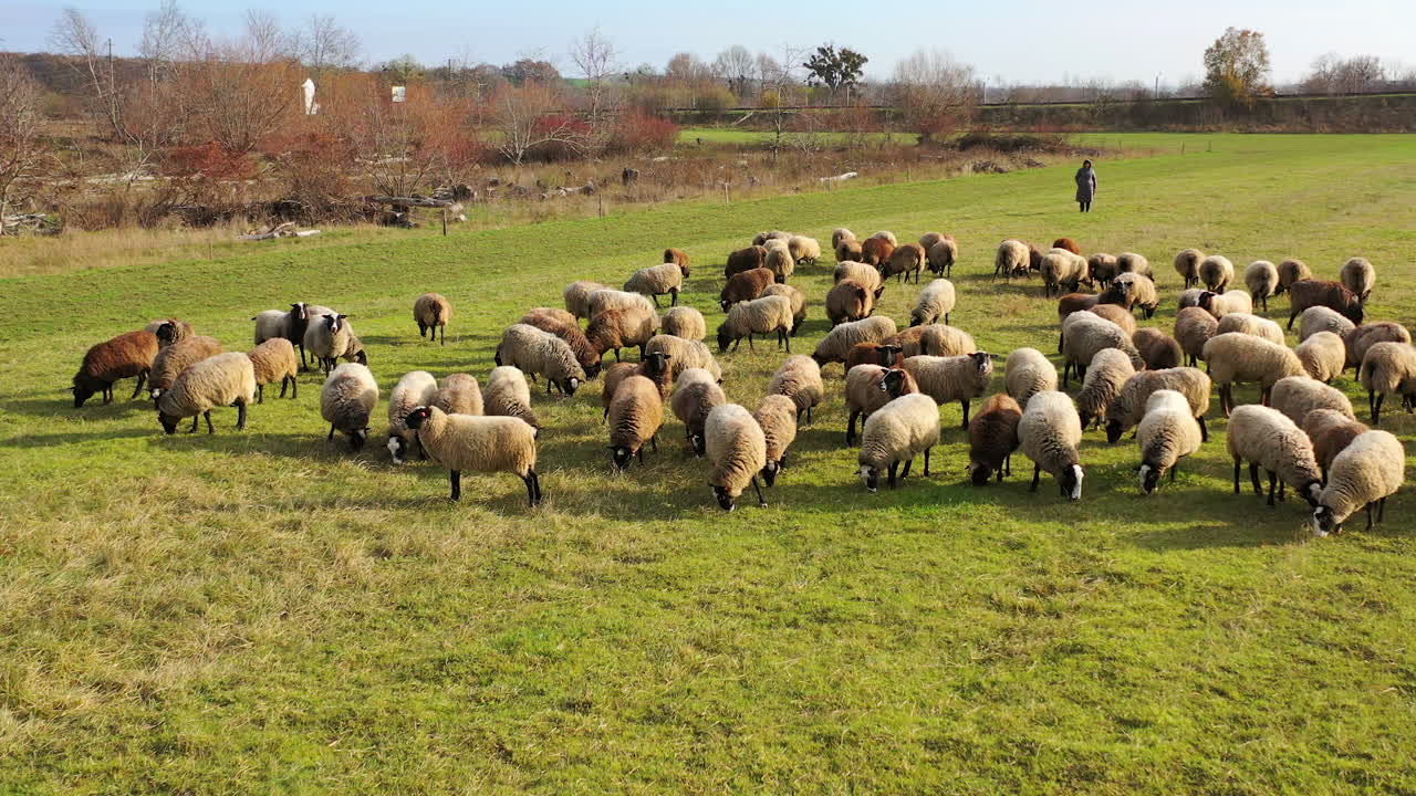 Herding a large flock of sheep. Aerial view of a farm with sheeps.