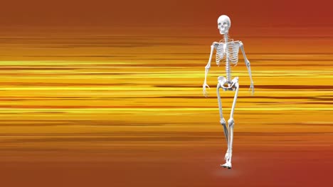 Animation-human-skeleton-walking-