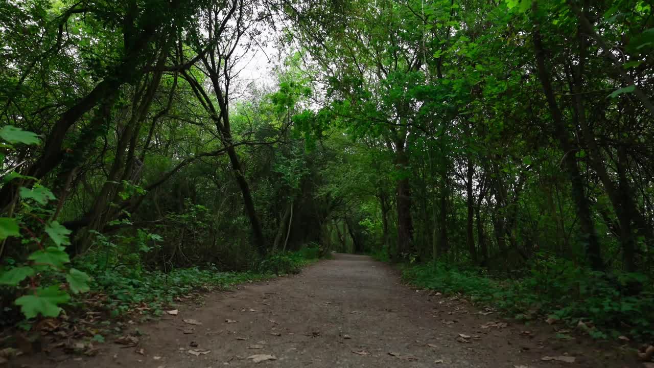 사람이 없는 숲길을 따라