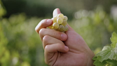 la mano sosteniendo uvas amarillas comprobando la cosecha en primer plano vertical. inspeccionando el cultivo