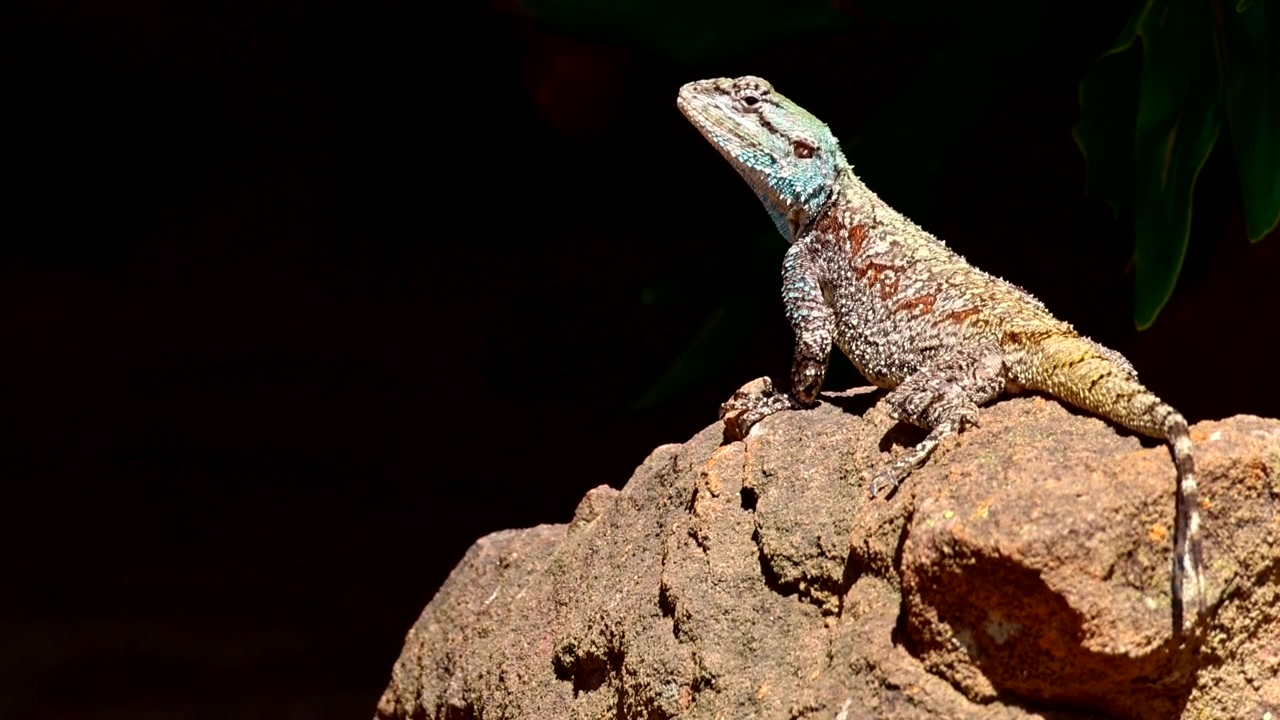 Blue-headed lizard on rock scanning surroundings for potential predator threats