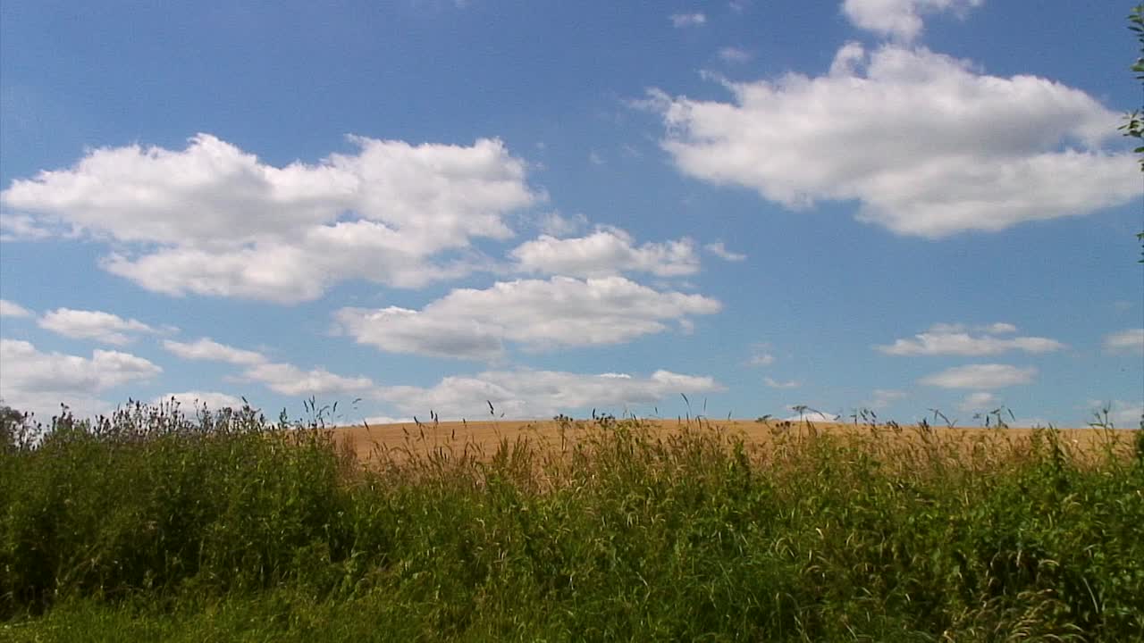 campo de trigo parcialmente oculto por un seto de ortigas y cardos pero cubierto por un hermoso cielo azul y nubes blancas esponjosas