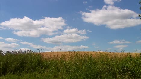 Campo-De-Trigo-Parcialmente-Oculto-Por-Un-Seto-De-Ortigas-Y-Cardos-Pero-Cubierto-Por-Un-Hermoso-Cielo-Azul-Y-Nubes-Blancas-Esponjosas