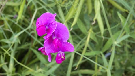 Sweet pea (Lathyrus odoratus) purple plant in slight breeze