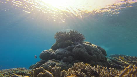 Ein-Lebendiges-Great-Barrier-Reef,-Australien,-Mit-Sonnenlicht,-Das-Von-Der-Oberfläche-Herabströmt