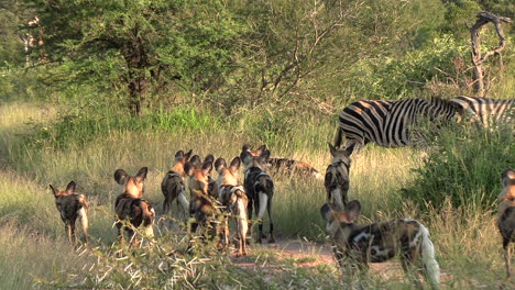 Zebras-cross-paths-with-a-pack-of-wild-dogs-in-the-bush-of-Kruger-National-Park