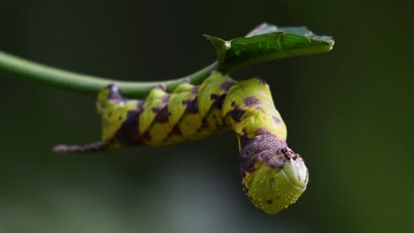 Carepillar-Con-Un-Cuerno-Y-Un-Patrón-A-Cuadros-Comiendo-Una-Hoja-Mientras-Se-Prepara-Para-La-Metamorfosis-En-La-Jungla-Del-Parque-Nacional-Kaeng-Krachan