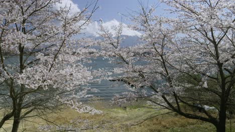 incredible locked off scenery at lake kawaguchiko in spring with mt. fuji in distance and sakura