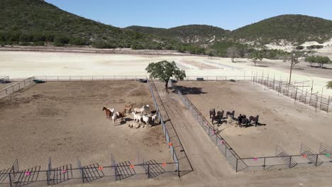 herd of horses, stallion, and studs in herd in fenced in farm ranch area - aerial