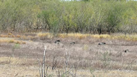 Ein-Echolot-Von-Wildschweinen,-Die-über-Eine-Lichtung-In-Trockenrasen-Im-Lake-Falcon-Texas-State-Park-Im-Süden-Von-Texas-Gehen