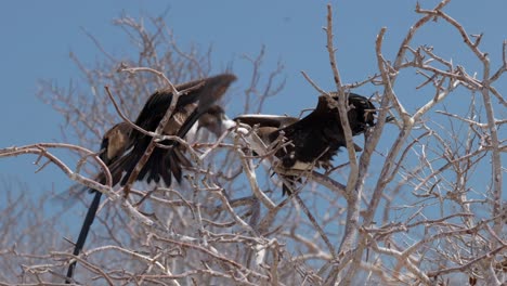 A female magnificent frigatebird feeds a young, juvenile bird in a tree whilst being mobbed by other birds on North Seymour Island near Santa Cruz in the Gal&aacute;pagos Islands