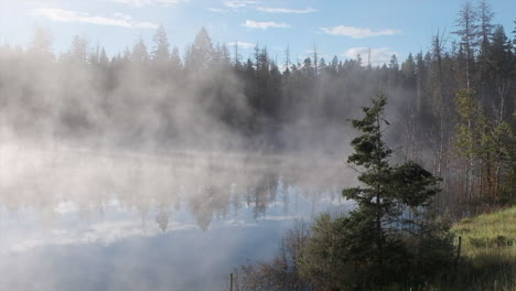 peaceful boreal forest morning as fog rises off