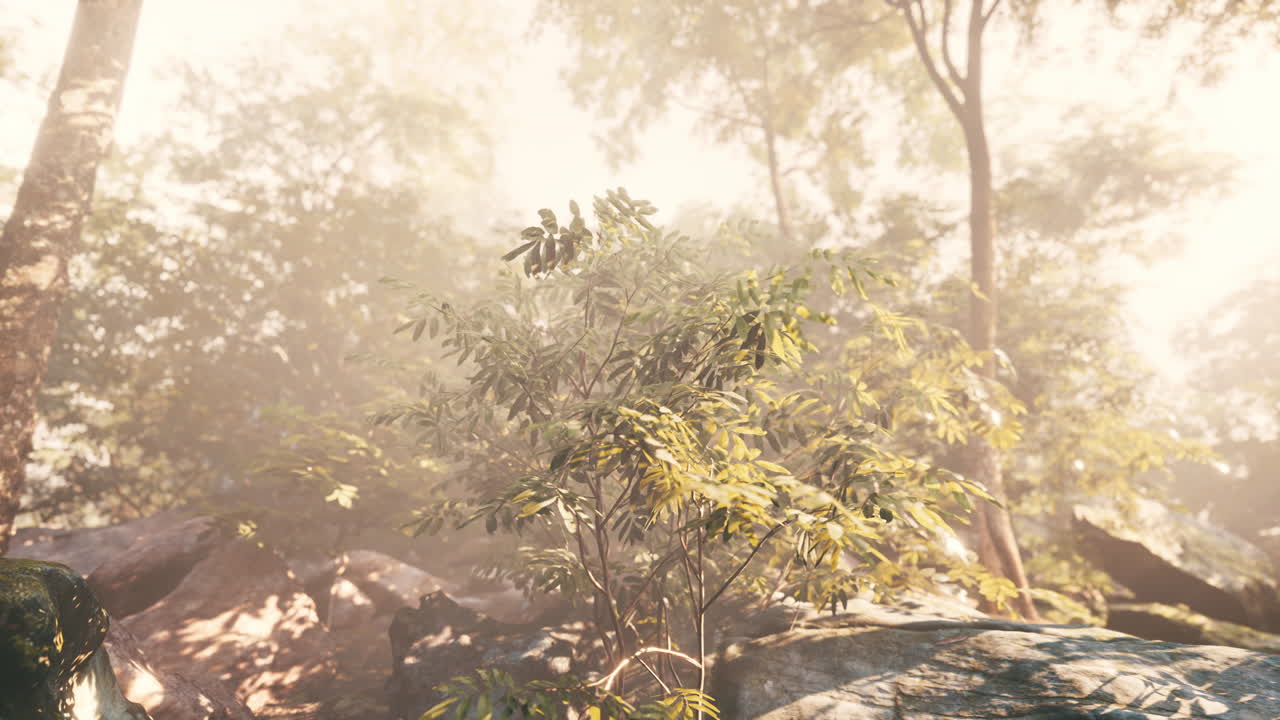 울창한 숲에서 안개를 통해 빛