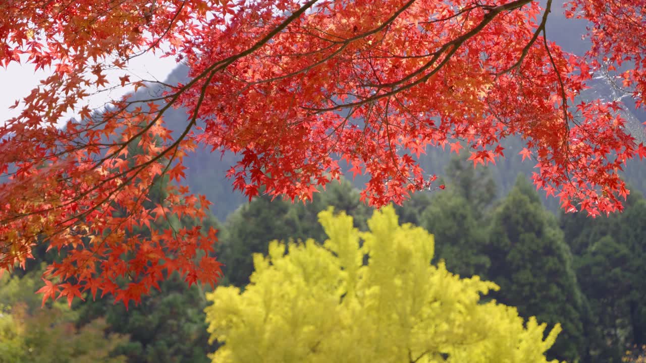 Slow slider shot over perfect red maple leaf tree with ginko in background
