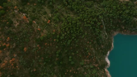 small-trees-captured-by-drone-moving-over-the-forest,-water-river-next-to-tree,-Evening-sunlight-over-the-trees-cover