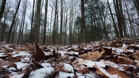 Niedriger-Winkel,-Zeitlupe,-Leichter-Schneefall-Zu-Beginn-Eines-Schneesturms-Tief-In-Einem-Wunderschönen-Kiefernwald,-An-Einem-Ruhigen,-Friedlichen-Wintertag