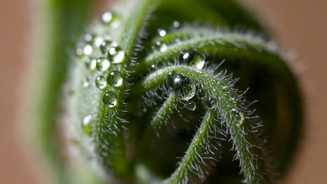 close-up of a plant with water droplets