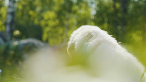 adorable golden retriever puppy resting, portrait, summer scene