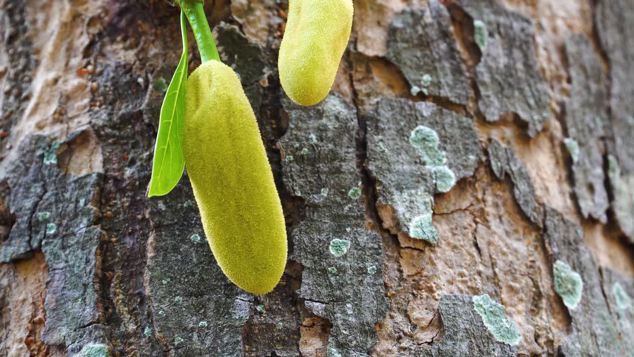 tiro inclinado hacia arriba del tronco del árbol de jaca con vainas colgantes de jaca en crecimiento a la luz del sol
