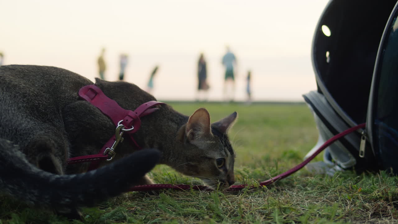 Small pretty cat walking in the park with young woman owner. Close-up of kitty on green grass. Nature