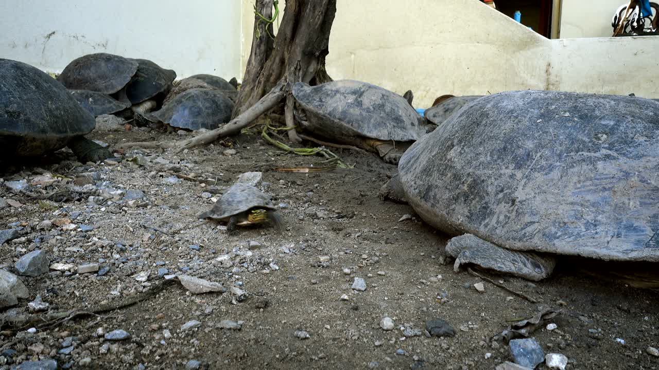 작은 거북이 또는 과학 이름은 노란 배 슬라이더, 일어서서 진 땅을 가로질러 걸어