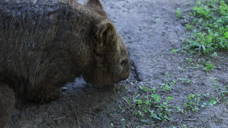 un wombat buscando alimento y comiendo plantas verdes