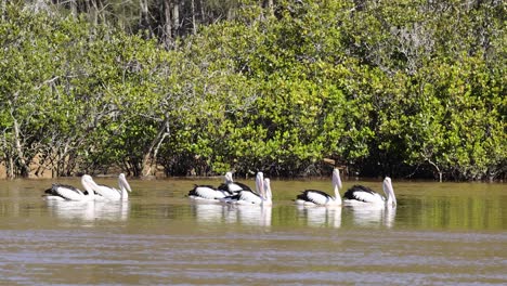 a group of pelicans gracefully drift along a river in nambucca, nsw, surrounded by lush mangroves