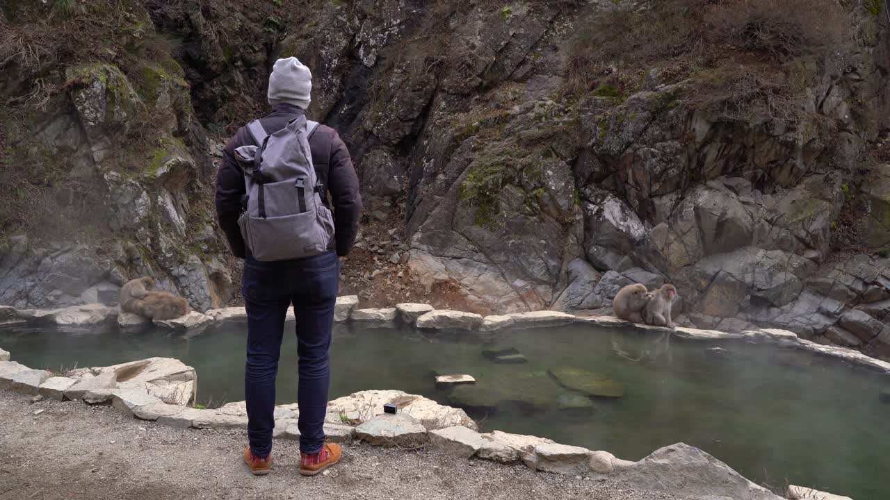 nagano, japón - un turista caminando hacia la piscina humeante observando al grupo de macacos japoneses asentándose en parejas acicalándose unos a otros - plano medio