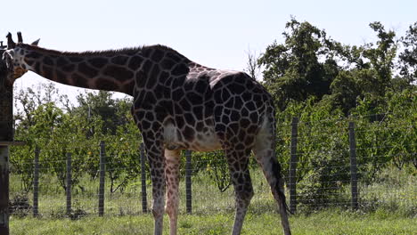 una jirafa come paja, campo soleado y árboles de un parque zoológico