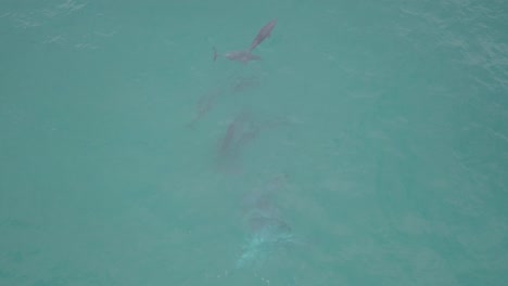delfines participando en juegos sexuales en aguas poco profundas frente a la costa de australia occidental.