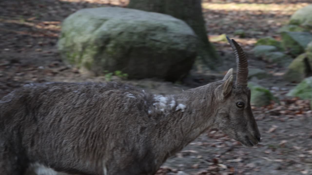 Female capricorn with shedding fur in the spring