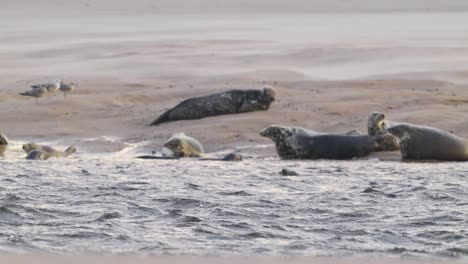 slowmotion panning shot of a family group of seals resting on the shore of a beach and swimming