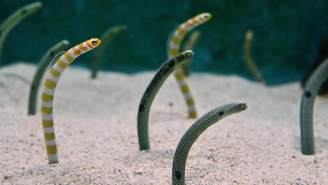 beautiful spotted garden eel fishes sticking out of sand in aquarium