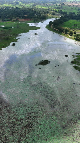 waterscape of the river covered with tiny plants floating on the surface. green landscape at backdrop. top view. vertical video.