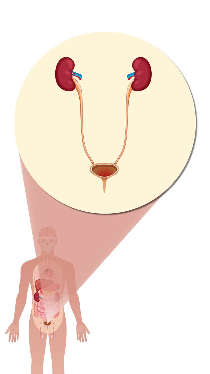 Animated transition from full human body to a detailed view of the urinary system, highlighting kidneys, ureters, and bladder with clear labeling and smooth zoom effect